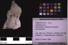 Foto (Objekt + Etiketten) von Cyclothyreus sp. (NHMW-GEO-1990-0041-0125)